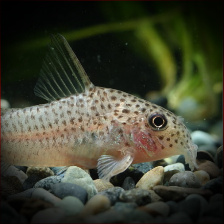 Corydoras Albolineatus