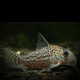 Corydoras Acrensis