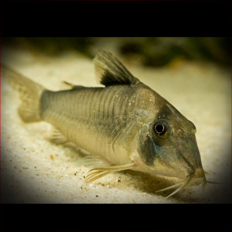 Corydoras Simulatus