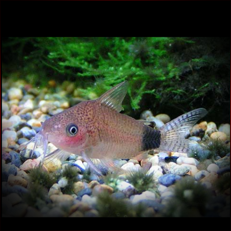 Corydoras Guapore