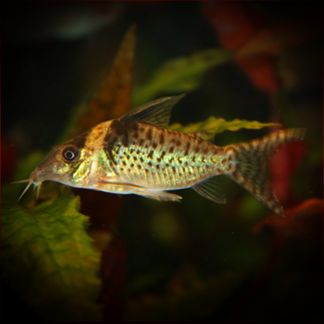 Corydoras Delphax