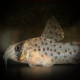 Corydoras Atropersonatus