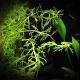 Myriophyllum mezianum