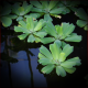 Pistia stratiotes