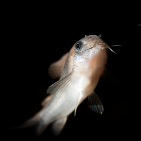 Corydoras Rabauti