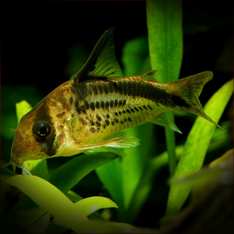 Corydoras Melini