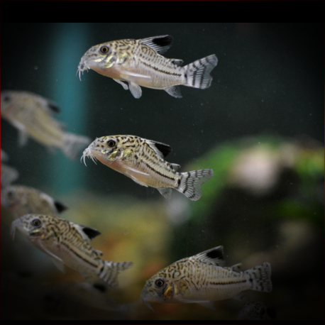 Corydoras Julii