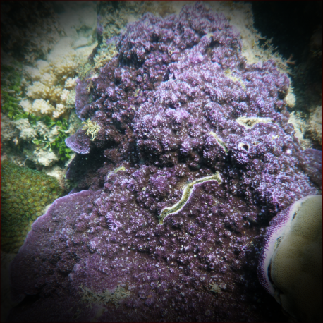 Montipora monasteriata