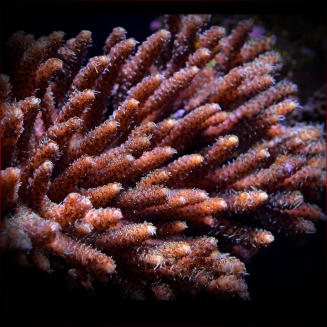 Acropora millepora