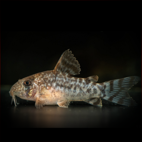 Corydoras Gossei