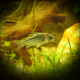 Corydoras Elegans