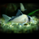 Corydoras Davidsandsi