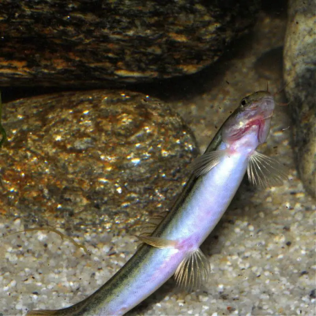 Lepidocephalichthys Guntea