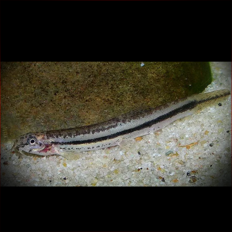 Lepidocephalichthys Sp. 'Le2'