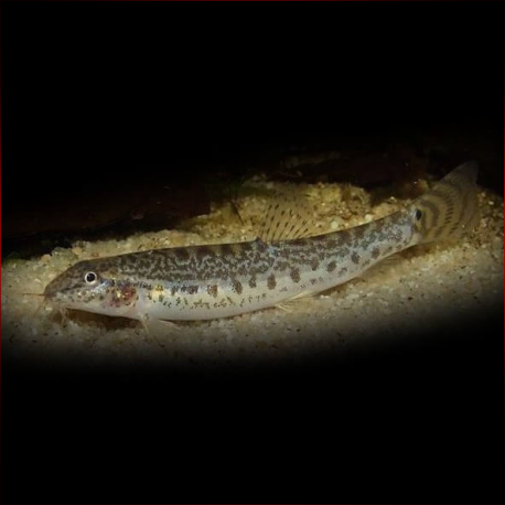 Lepidocephalichthys Furcatus