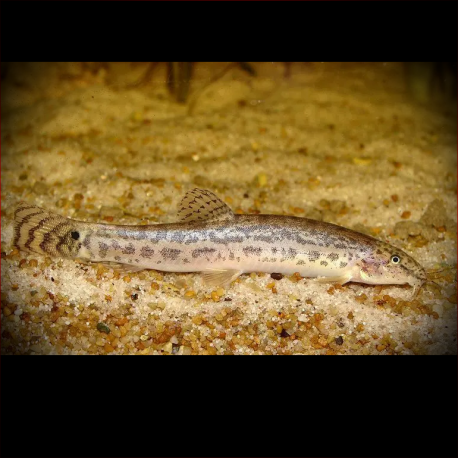 Lepidocephalichthys Berdmorei