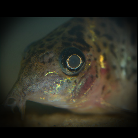 Corydoras Agassizii