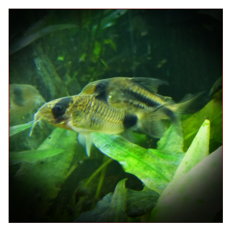 Corydoras Axelrodi