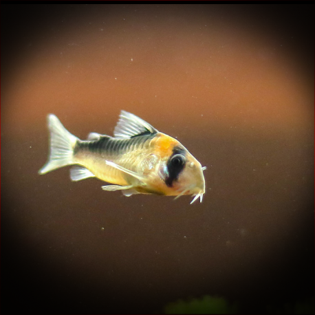 Corydoras Adolfoi