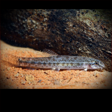 Lepidocephalichthys Hasselti