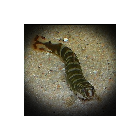 Aborichthys Sp. 'Ar02'