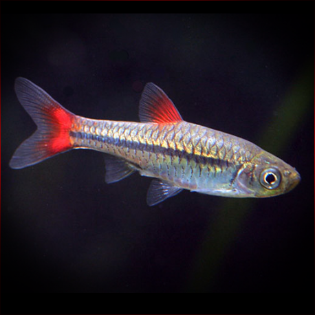 Rasbora Rubrodorsalis