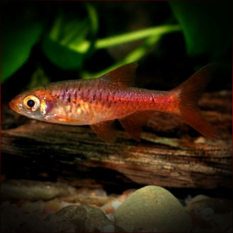 Rasbora Vulcanus