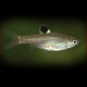 Rasbora Dorsinotata