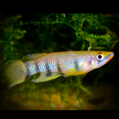 Epiplatys Dageti