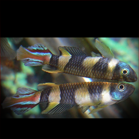 Epiplatys Sexfasciatus