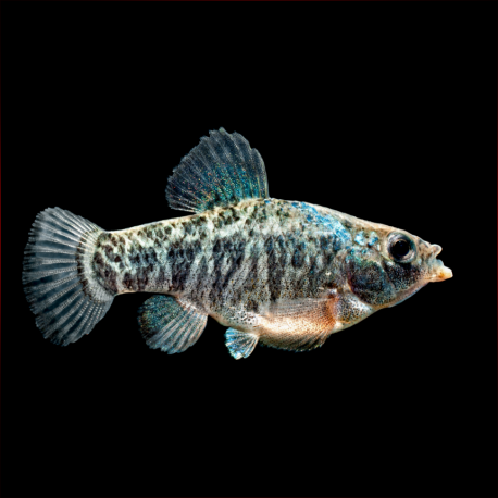 Cyprinodon Variegatus