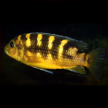 Pseudotropheus crabro