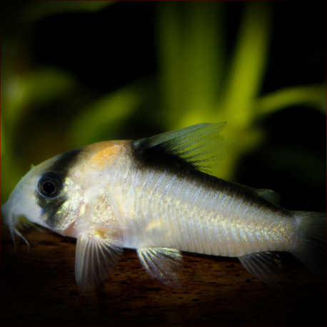 Corydoras aldolfoi