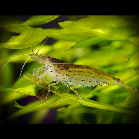 Caridina japonica