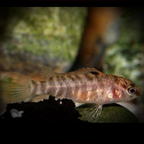 Badis Sp. 'Buxar'