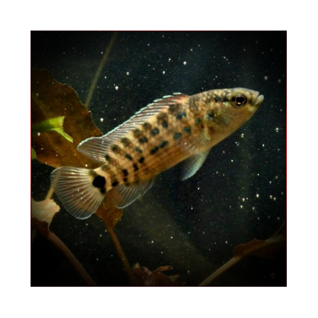 Badis Blosyrus