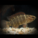 Badis Corycaeus