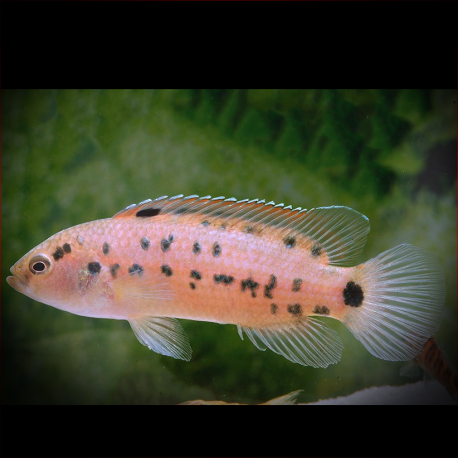 Badis Assamensis