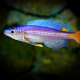 Cyprichromis Leptosoma