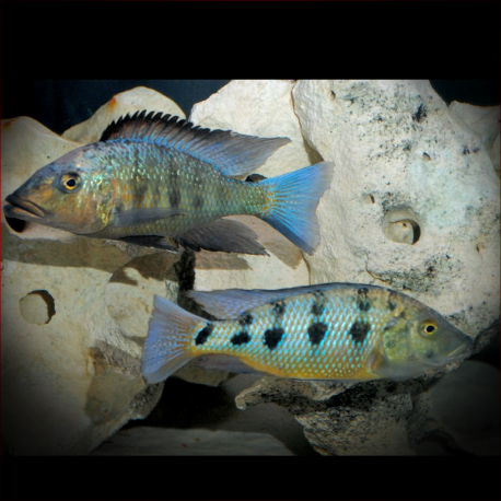 Fossorochromis Rostratus