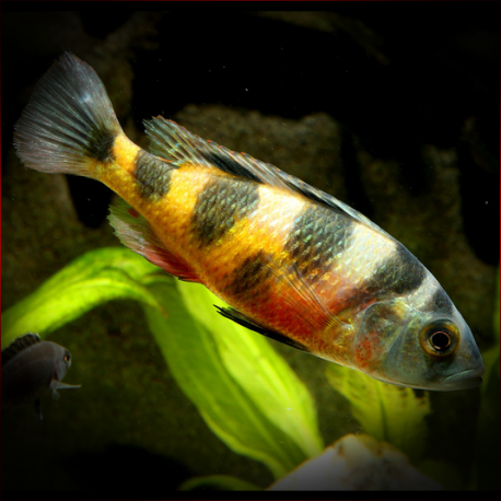 Haplochromis Latifasciatus