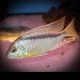 Mylochromis Melanonotus