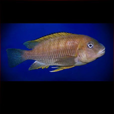 Petrochromis Famula