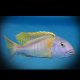 Buccochromis Lepturus