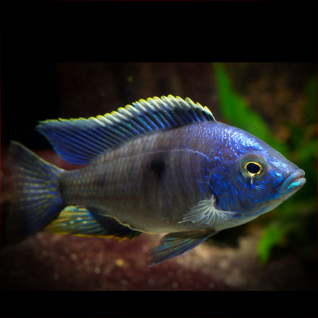 Copadichromis Azureus