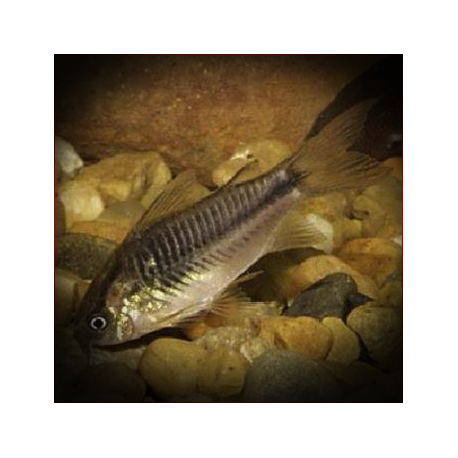 Corydoras Sp.