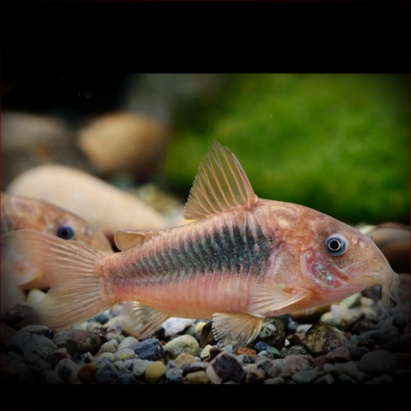 Corydoras Britskii