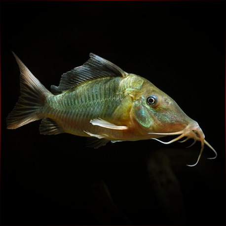 Corydoras Multiradiatus