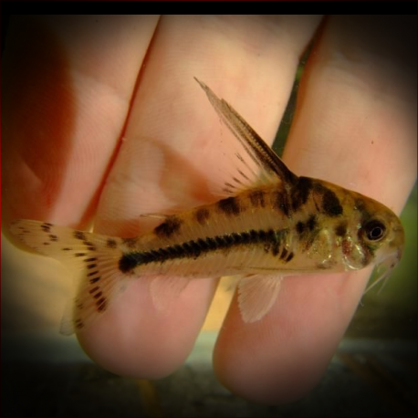 Corydoras Boesemani