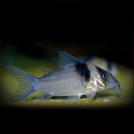 Corydoras Virginiae